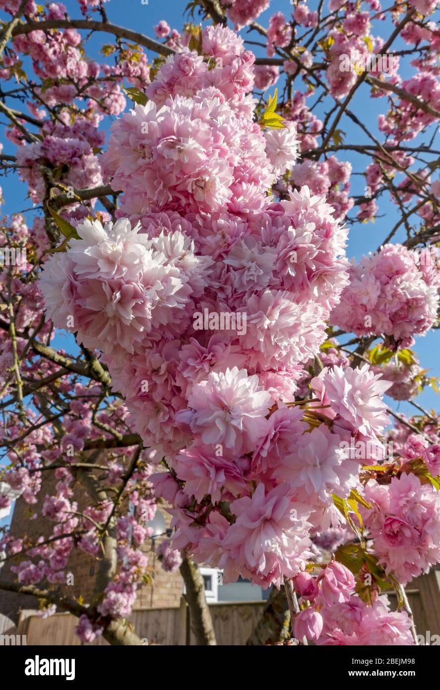 Gros plan de fleurs roses de prunus cerisier fleuries au printemps Angleterre Royaume-Uni Grande-Bretagne Banque D'Images