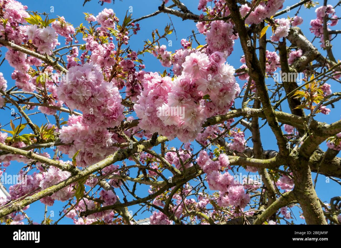 Gros plan de fleurs roses de prunus cerisier fleuries au printemps Angleterre Royaume-Uni Grande-Bretagne Banque D'Images