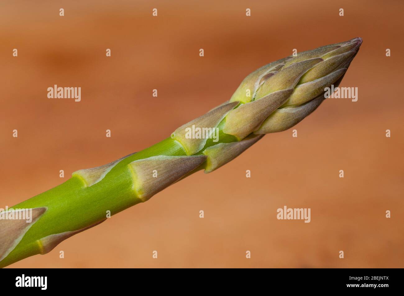 Conseils d'asperges sur fond orange flou Banque D'Images
