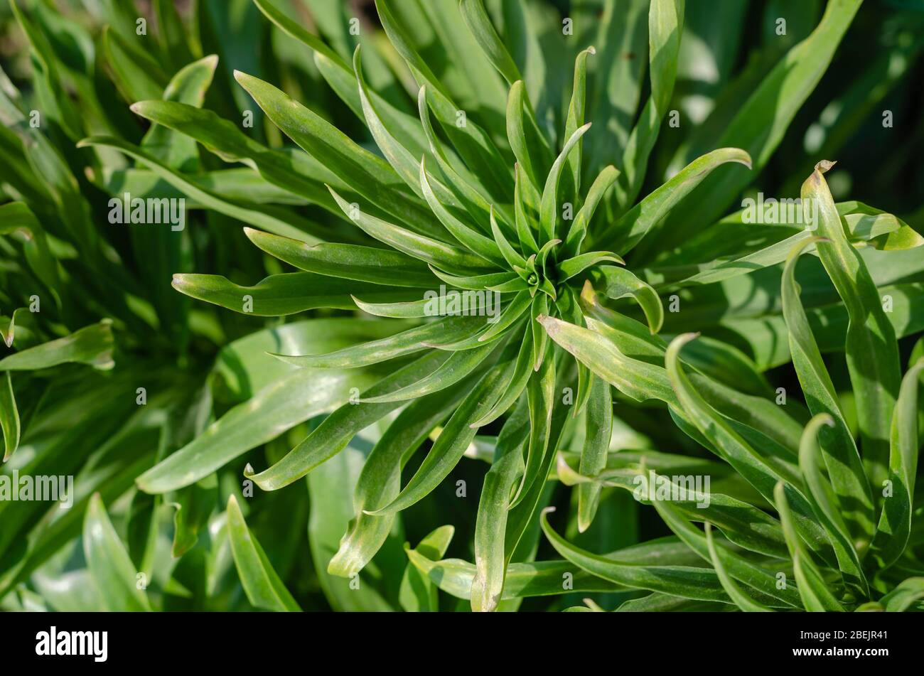 Lily lanceolate ou brindle (Llium lancifolium). Feuilles vertes d'une brousse d'un tigre sans fleurs. Poutres apparentes sur feuilles vertes. Vue de dessus. S Banque D'Images