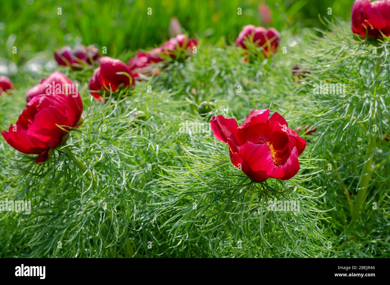 Pivoine à petits feuilles ou pivoine à feuilles étroites (Paeonia tenuifolia L.). Fleurs pivoines au soleil de printemps. Cultiver et vendre des plantes ornementales. Œil l Banque D'Images