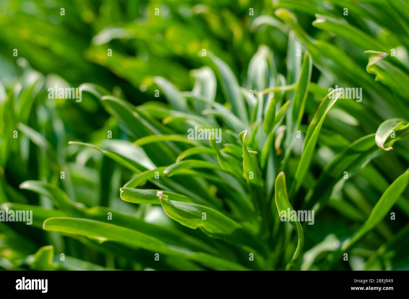 Lily lanceolate ou brindle (Llium lancifolium). Feuilles vertes d'une brousse d'un tigre sans fleurs. Poutres apparentes sur feuilles vertes. Vue latérale. Sélection Banque D'Images