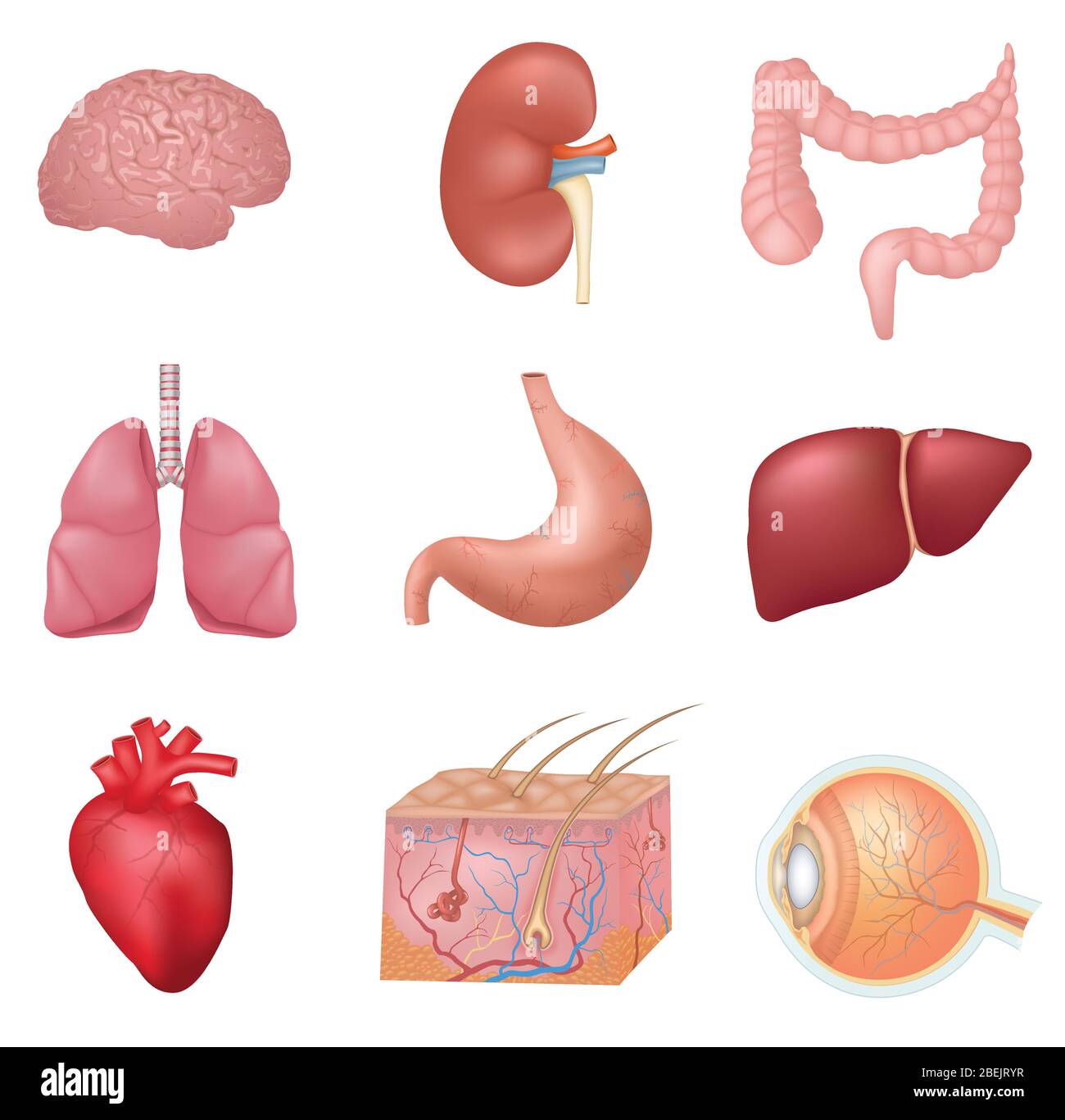 Organes internes humains . Contient des inconvénients comme le cerveau, le foie, le cœur, l'œil et plus encore. Illustration de Vecteur
