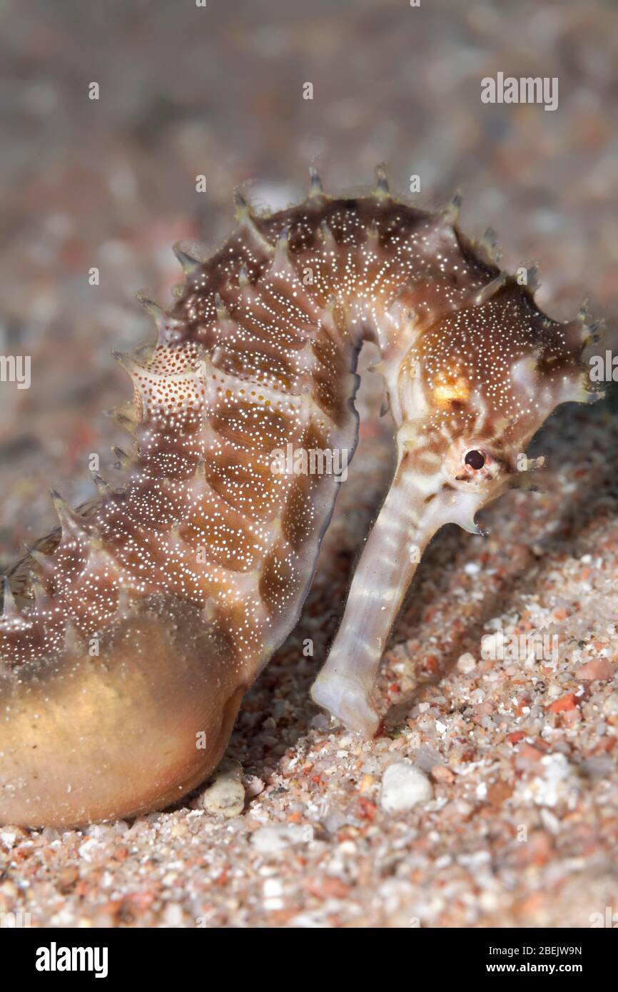 Cheval de mer à épines (Hippocampus histrix) sur une terre sablonneuse, marron, mer Rouge, Jordanie Banque D'Images