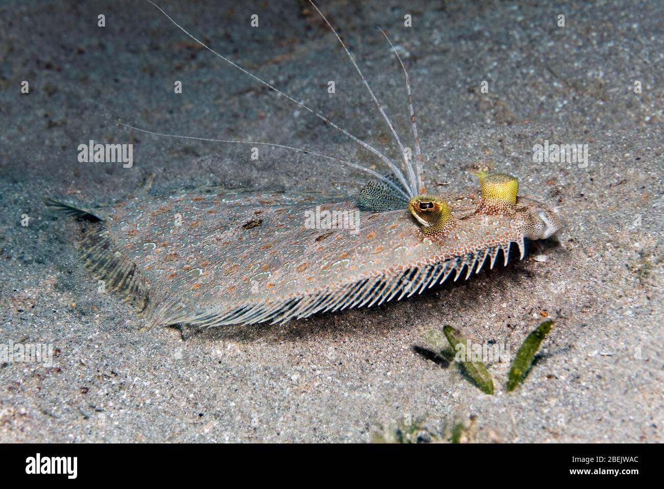 Plie léopard (Bothus pantherinus), sur fond sablonneux, mer Rouge, Jordanie, Asie Banque D'Images