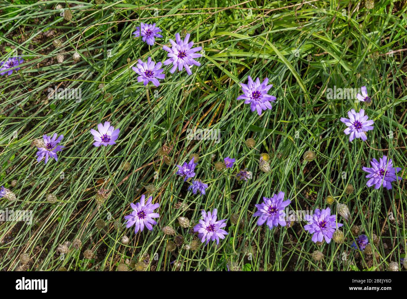 Fleurs délicates du jardin de la cornflower, Centaurea, à la fin de l'été Banque D'Images