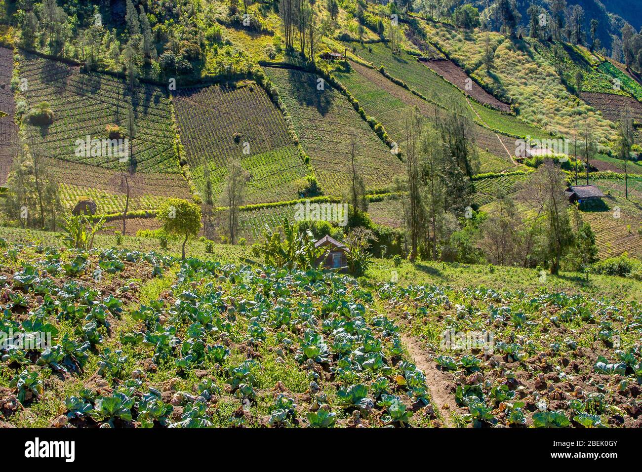 Village traditionnel de Cemoro Lawang entouré de champs. Java est, Indonésie. Le village de Cemoro Lawang est situé à proximité du volcan Bromo. Banque D'Images