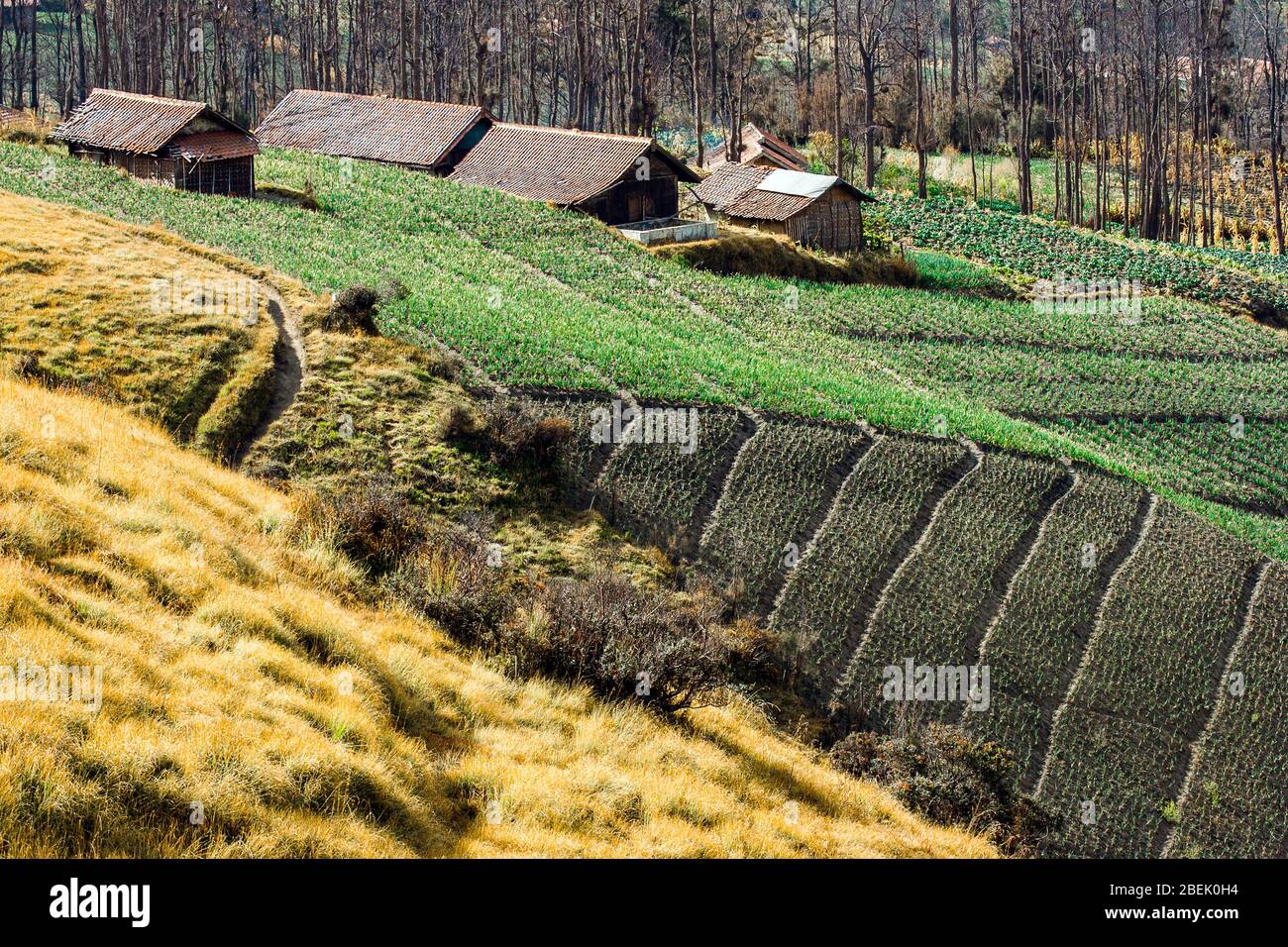 Village traditionnel de Cemoro Lawang entouré de champs. Java est, Indonésie. Le village de Cemoro Lawang est situé à proximité du volcan Bromo. Banque D'Images