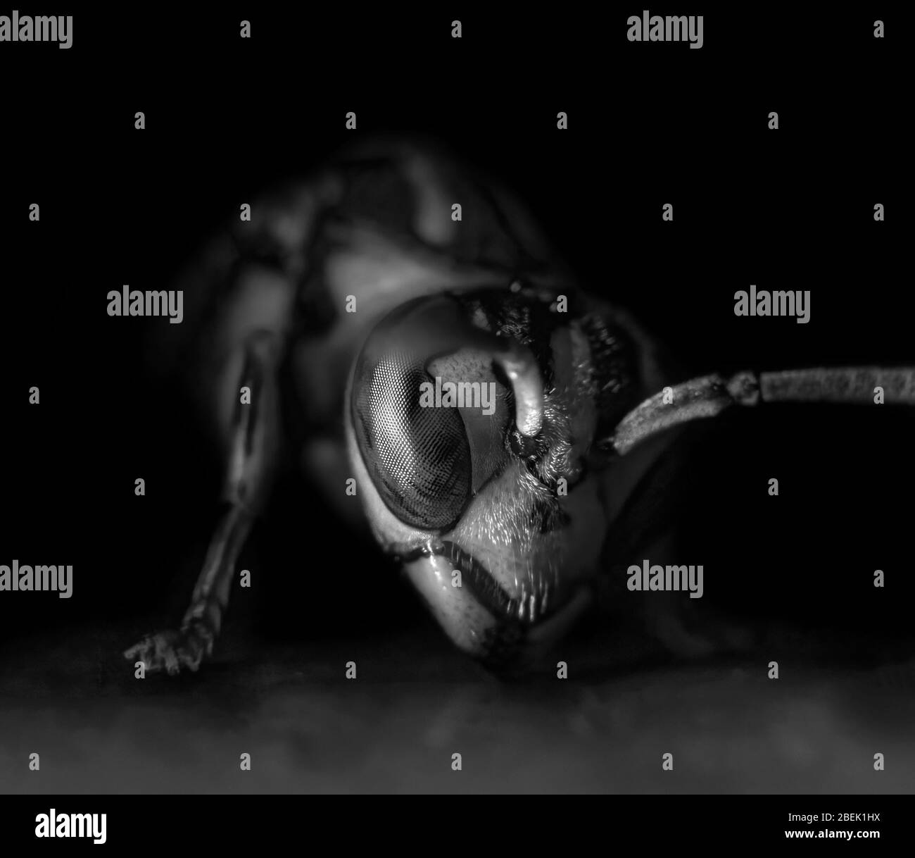 Macro Photographie de tête de Wasp sur le sol, noir et blanc Banque D'Images
