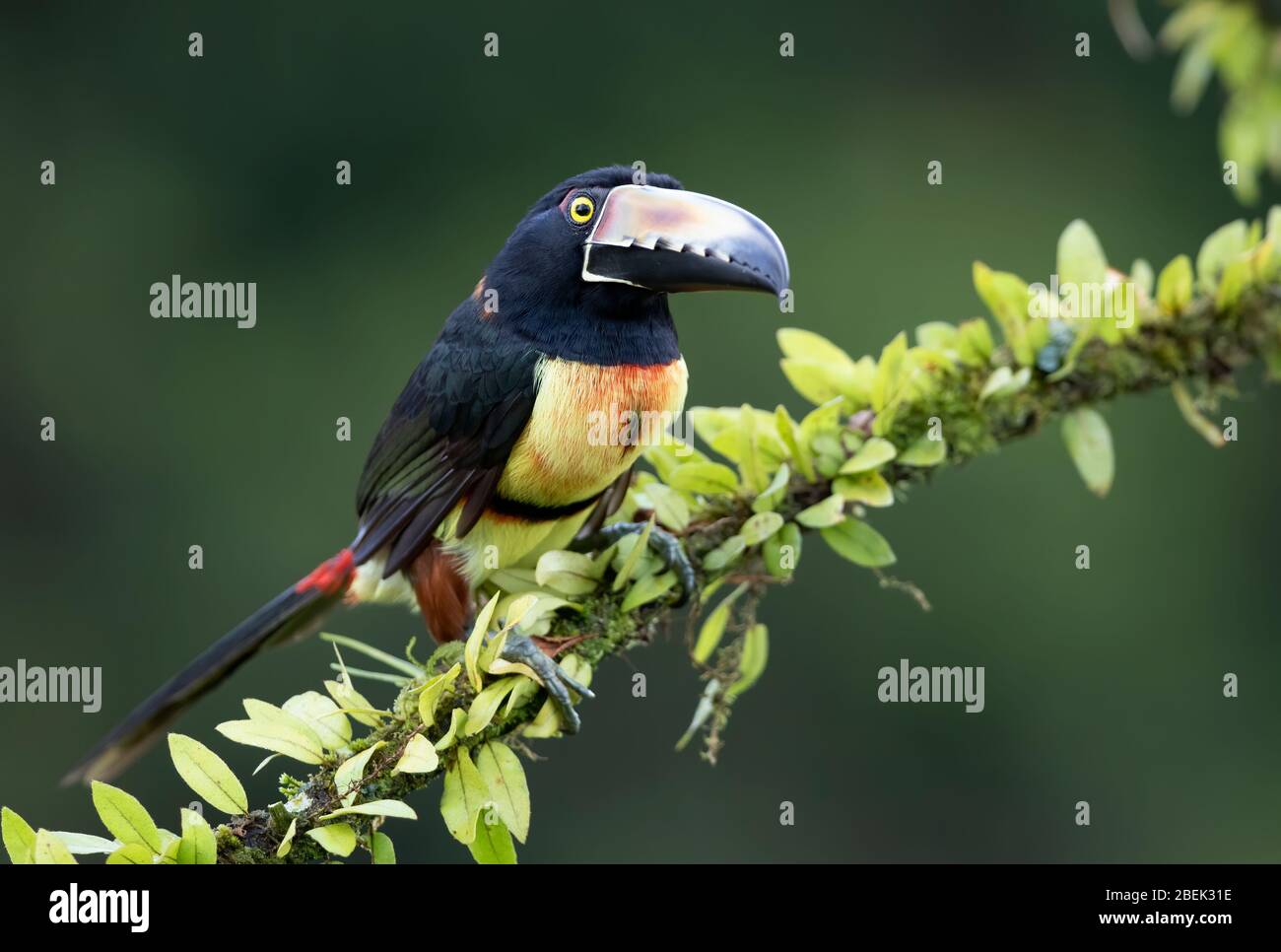 Aracari Toucan (Pteroglossus torquatus) perché sur une branche feuillue dans les forêts tropicales humides, Boca Tapada, Costa Rica Banque D'Images