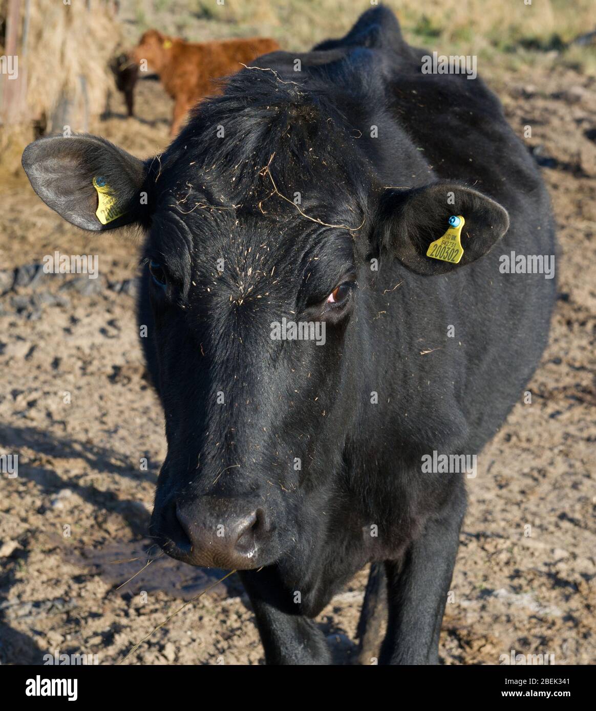 Trossachs, Royaume-Uni. 13 avril 2019. Photo: Une vache laitière noire très inquisitive vient à la clôture pour regarder la caméra. Elle est normalement utilisée pour les touristes passant, mais pendant le verrouillage, elle a eu peu d'interactions. En raison du verrouillage du Coronavirus (COVID-19) imposé par les gouvernements britannique et écossais, la police a fait respecter le verrouillage et les gens ont pris l'avertissement au sérieux, tous les points d'accès touristiques et de beauté étant cordonés avec des barrages routiers. Crédit : Colin Fisher/Alay Live News. Banque D'Images