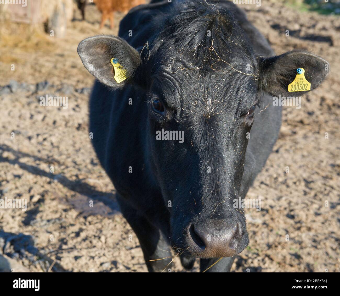 Trossachs, Royaume-Uni. 13 avril 2019. Photo: Une vache laitière noire très inquisitive vient à la clôture pour regarder la caméra. Elle est normalement utilisée pour les touristes passant, mais pendant le verrouillage, elle a eu peu d'interactions. En raison du verrouillage du Coronavirus (COVID-19) imposé par les gouvernements britannique et écossais, la police a fait respecter le verrouillage et les gens ont pris l'avertissement au sérieux, tous les points d'accès touristiques et de beauté étant cordonés avec des barrages routiers. Crédit : Colin Fisher/Alay Live News. Banque D'Images