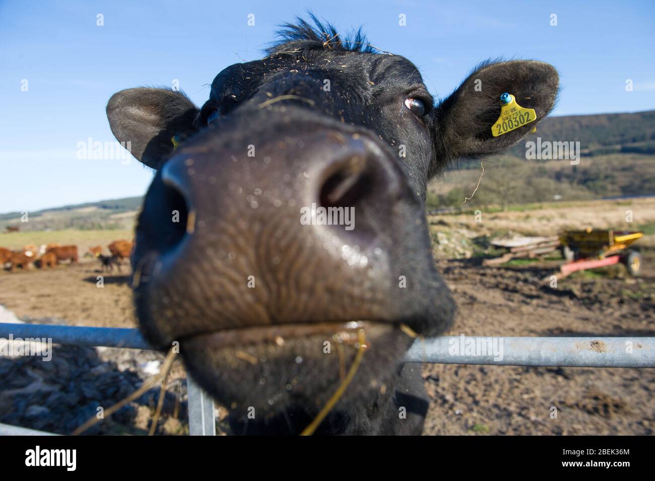 Trossachs, Royaume-Uni. 13 avril 2019. Photo: Une vache laitière noire très inquisitive vient à la clôture pour regarder la caméra. Elle est normalement utilisée pour les touristes passant, mais pendant le verrouillage, elle a eu peu d'interactions. En raison du verrouillage du Coronavirus (COVID-19) imposé par les gouvernements britannique et écossais, la police a fait respecter le verrouillage et les gens ont pris l'avertissement au sérieux, tous les points d'accès touristiques et de beauté étant cordonés avec des barrages routiers. Crédit : Colin Fisher/Alay Live News. Banque D'Images