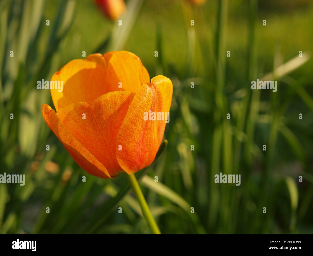 Tulipe orange, Banque D'Images