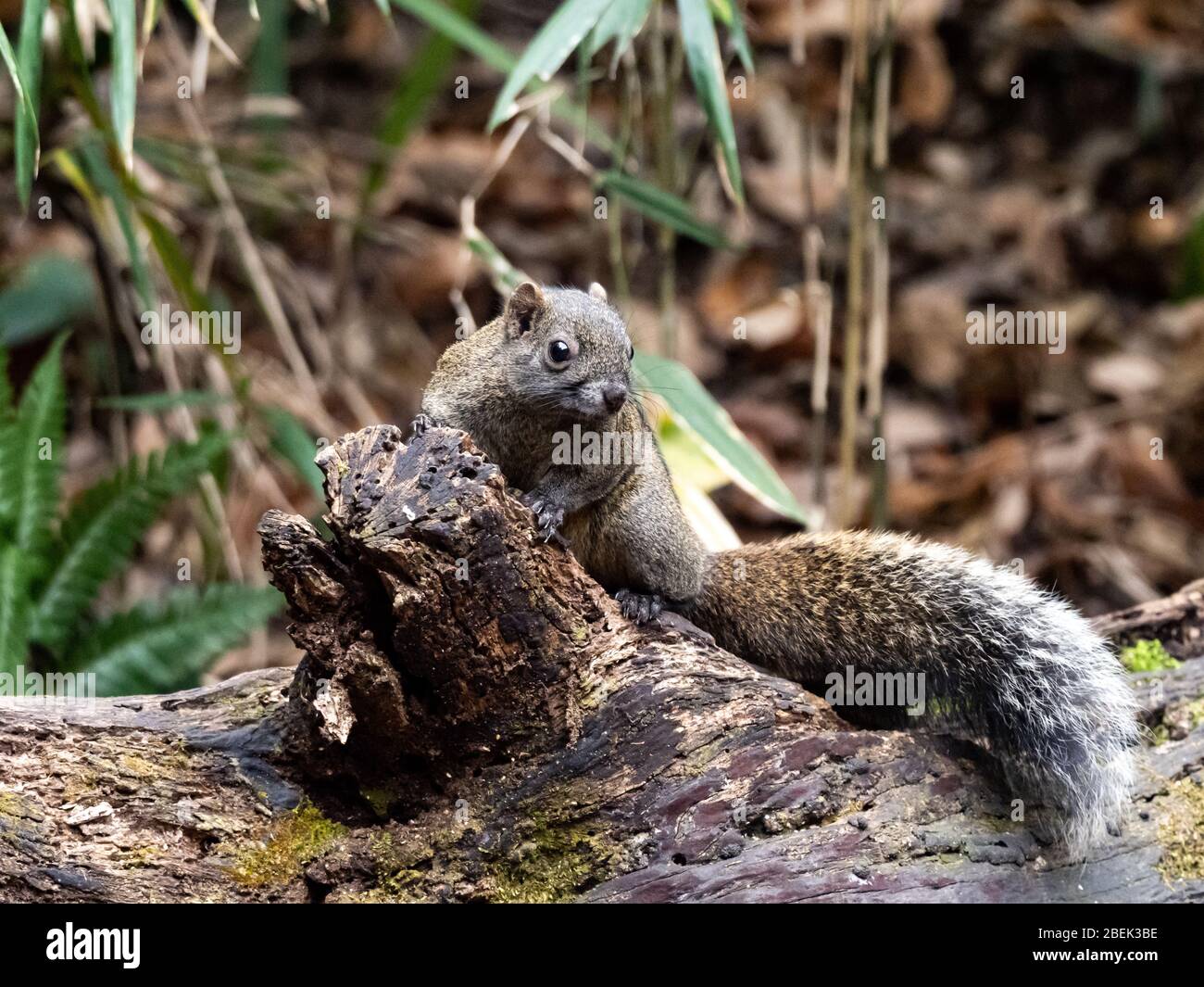 L'écureuil de Pallas, Callosciurus erythraeus, chasse pour la nourriture le long d'un bois tombé dans une forêt japonaise. Originaire d'Asie du Sud-est, ces écureuils sont des écureuils Banque D'Images