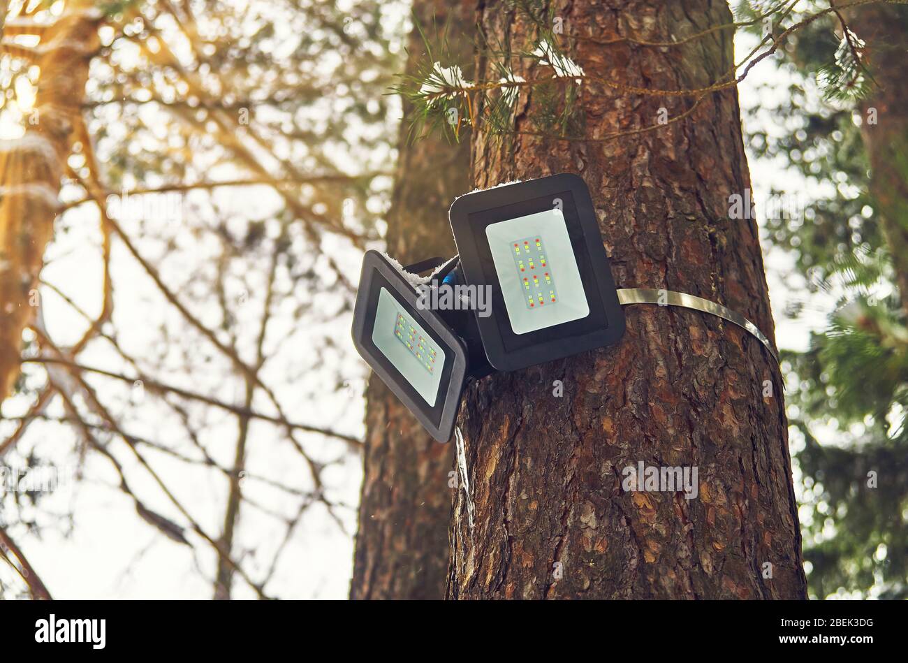 Spot à LED monté sur arbre sur le tronc de pin dans la forêt de pins d'hiver. Gros plan Banque D'Images