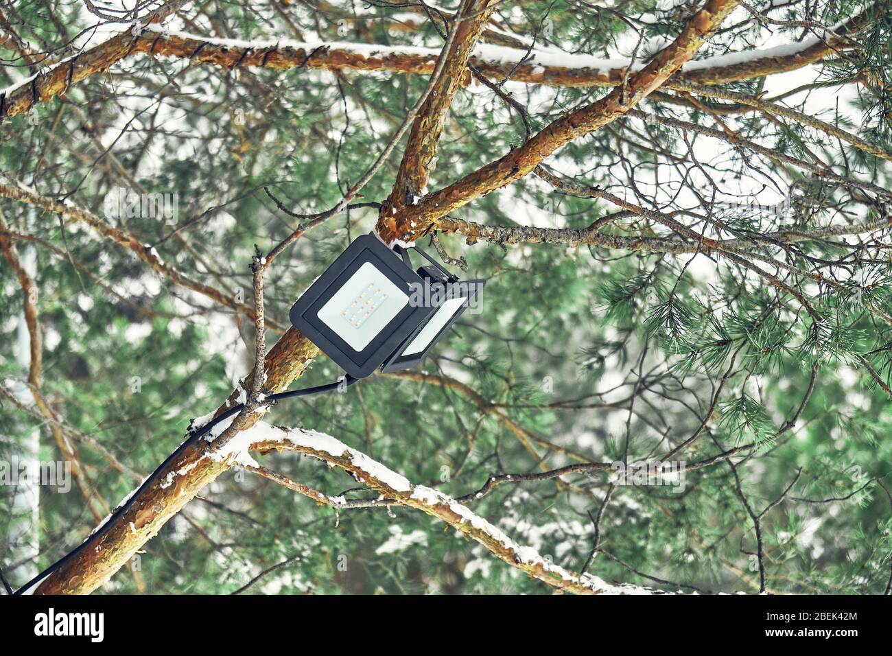Spot à LED monté sur arbre sur la branche de pin dans la forêt de pins d'hiver. Gros plan Banque D'Images