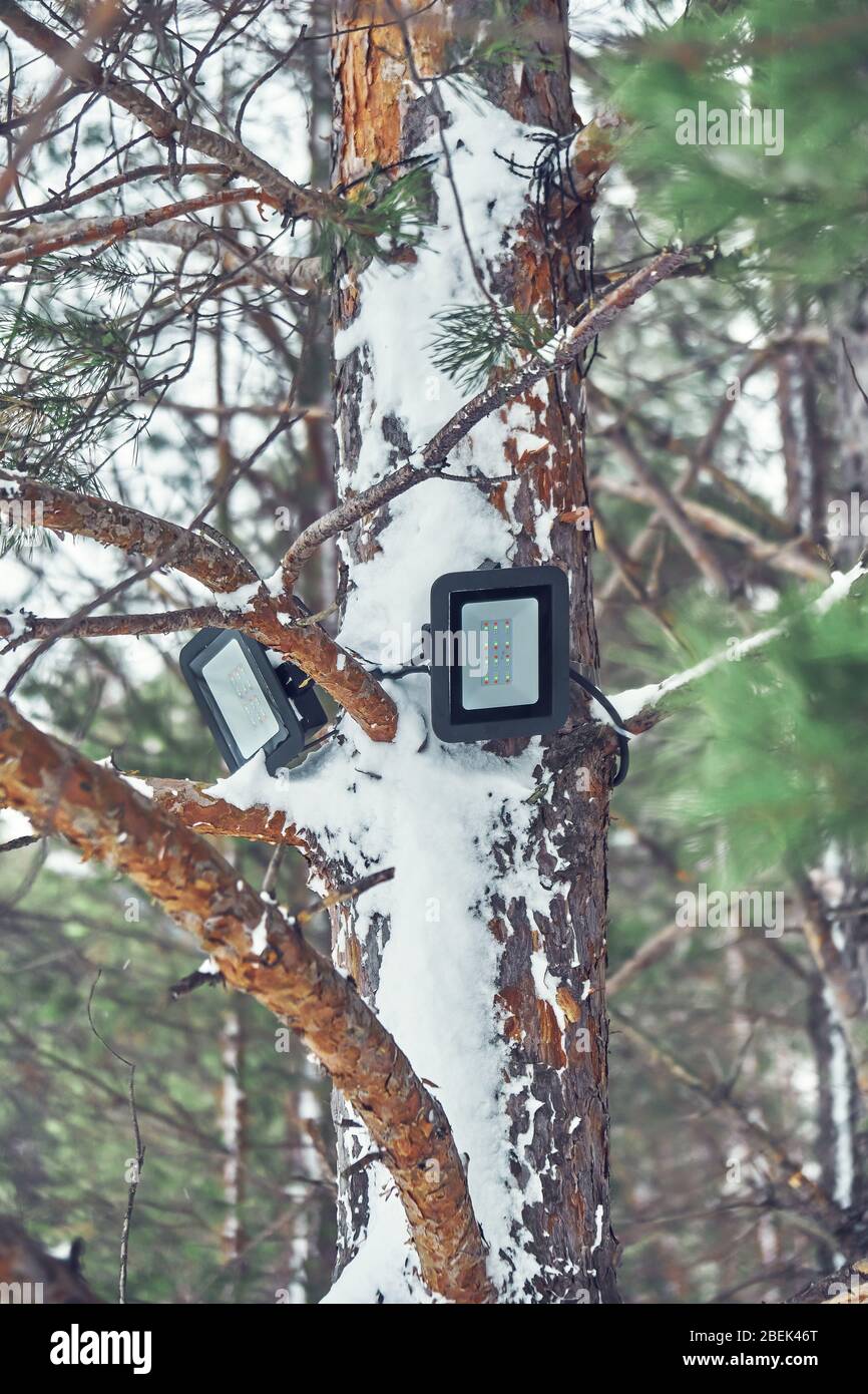 Spot à LED monté sur arbre sur la branche de pin dans la forêt de pins d'hiver. Gros plan Banque D'Images