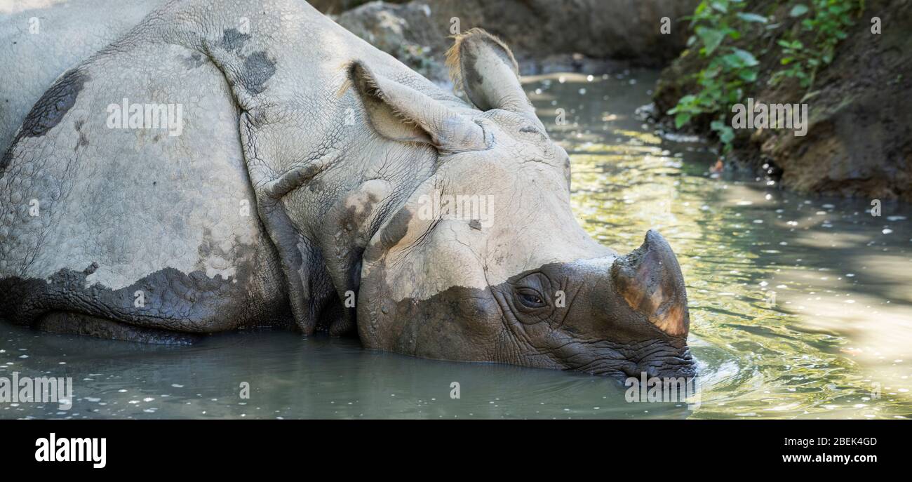 Rhinocéros dans l'eau l'été Banque D'Images
