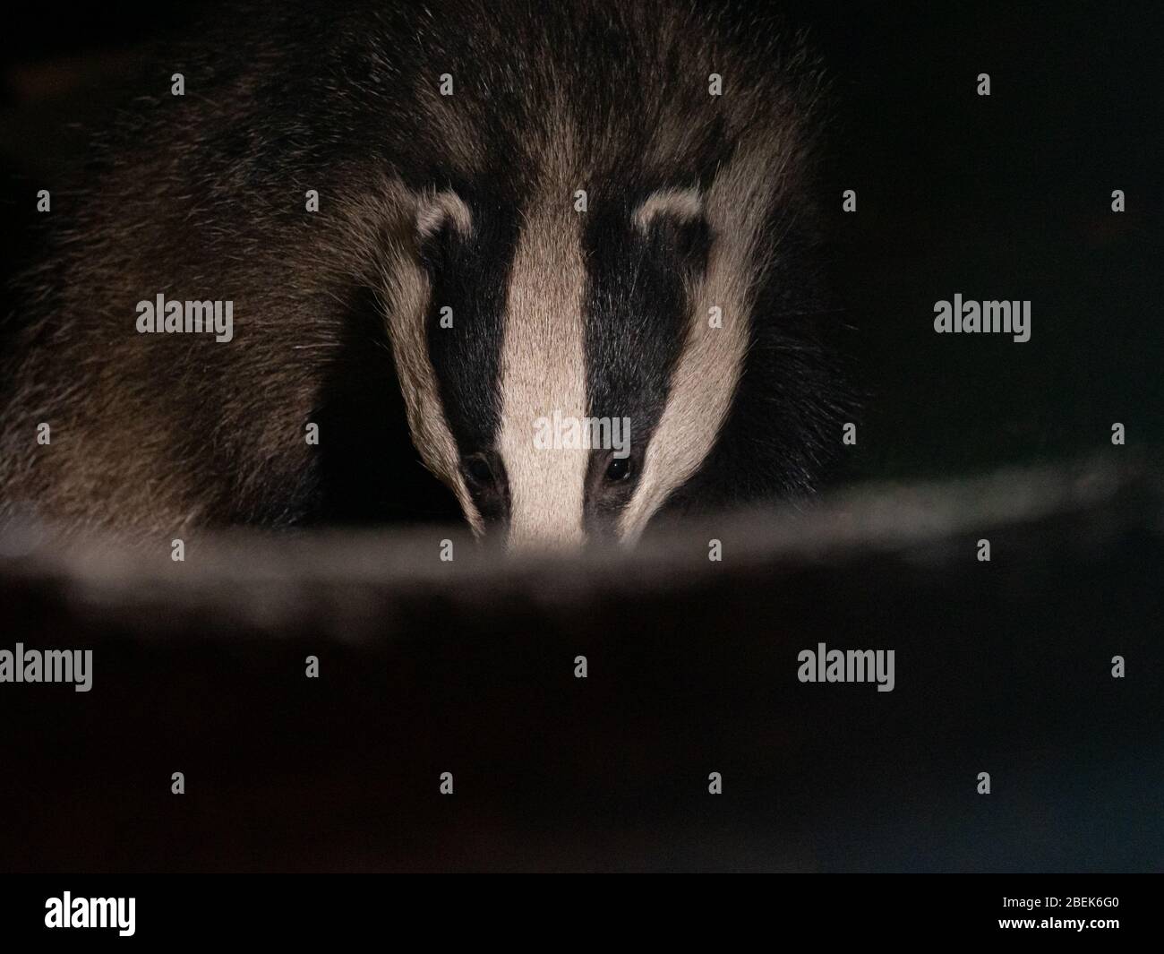 Badger (Meles meles) Portrait capturé à Cheshire, Angleterre Banque D'Images