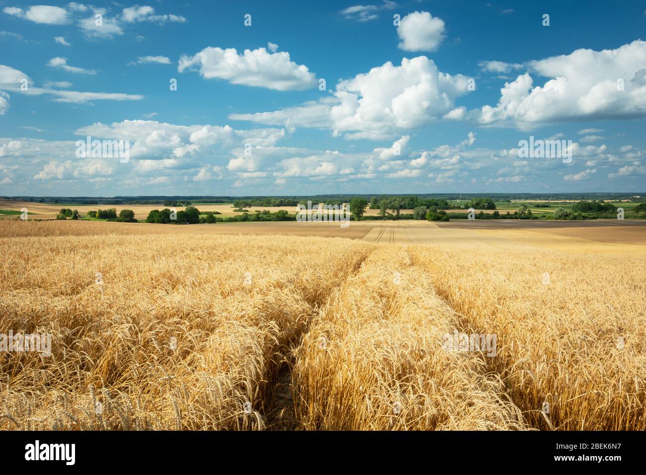 Traces de roues dans le grain doré, horizon et nuages blancs sur un ciel bleu Banque D'Images
