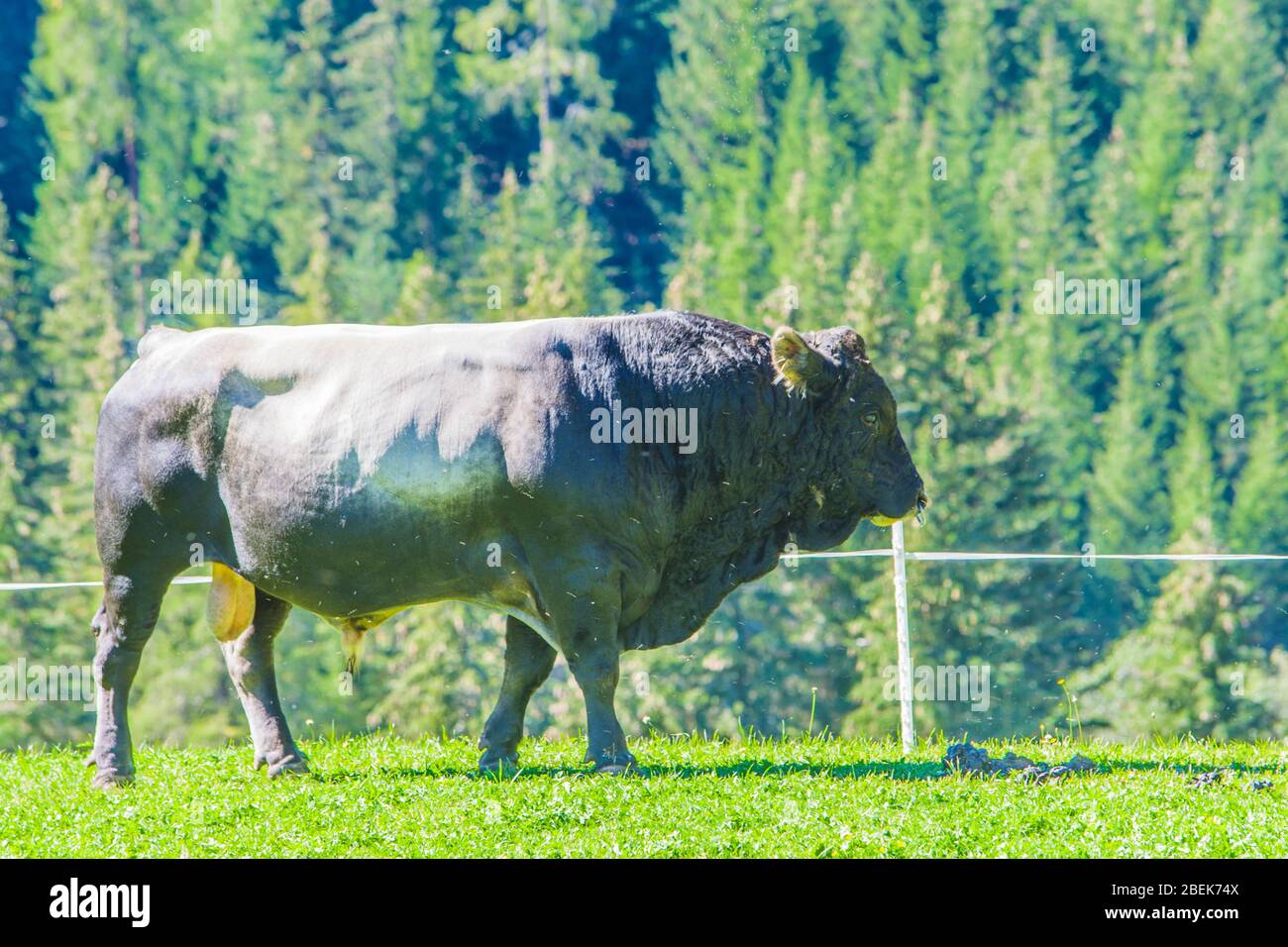 le taureau noir et gris, fort et puissant raze l'herbe dans les hautes montagnes Banque D'Images