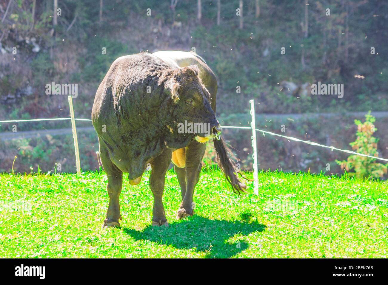 le taureau noir et gris, fort et puissant raze l'herbe dans les hautes montagnes Banque D'Images