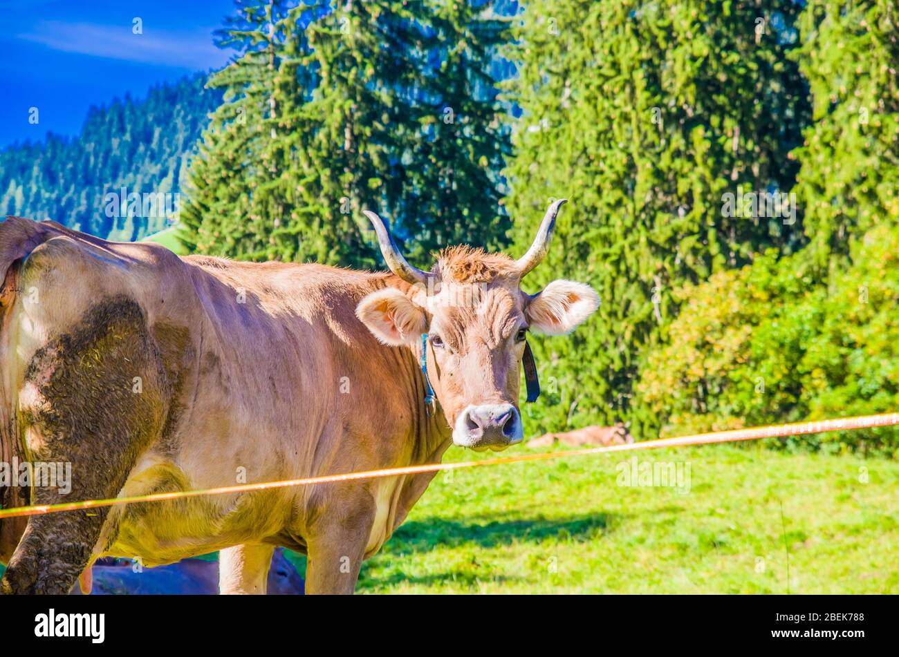 vaches de pâturage, vaches blanches, noires et brunes, râper l'herbe dans les hautes montagnes Banque D'Images