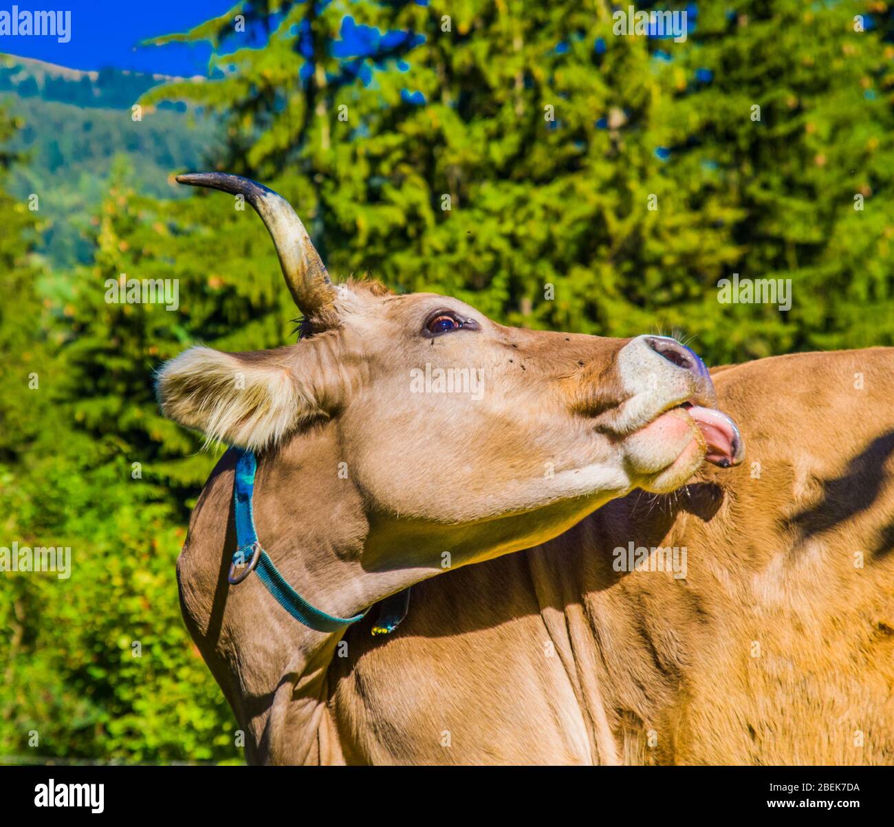 vaches de pâturage, vaches blanches, noires et brunes, râper l'herbe dans les hautes montagnes Banque D'Images