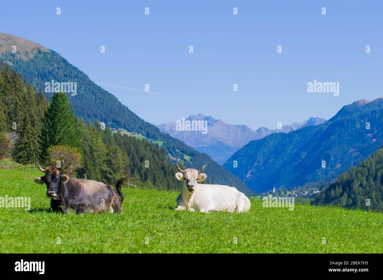 vaches de pâturage, vaches blanches, noires et brunes, râper l'herbe dans les hautes montagnes Banque D'Images