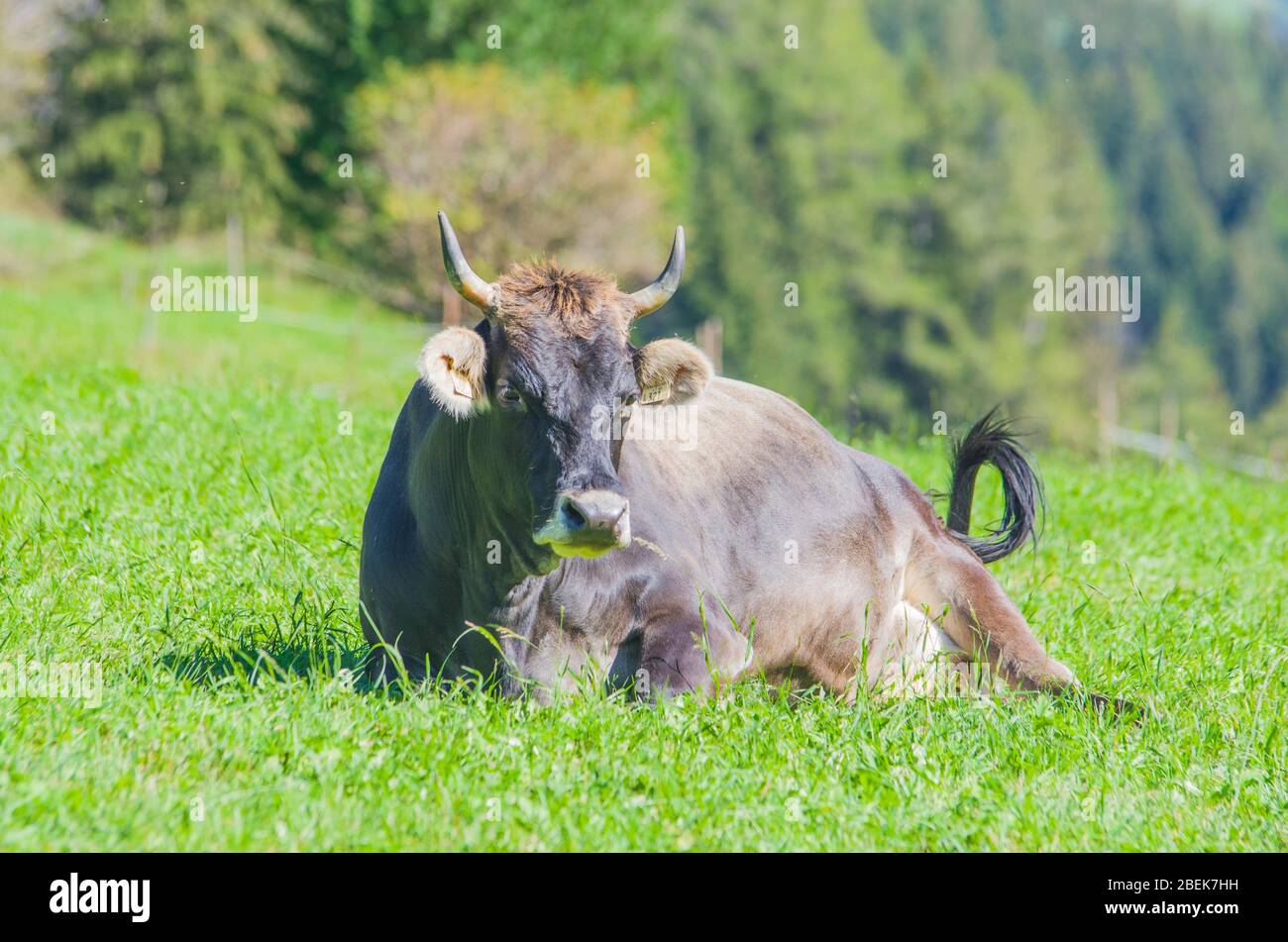 vaches de pâturage, vaches blanches, noires et brunes, râper l'herbe dans les hautes montagnes Banque D'Images