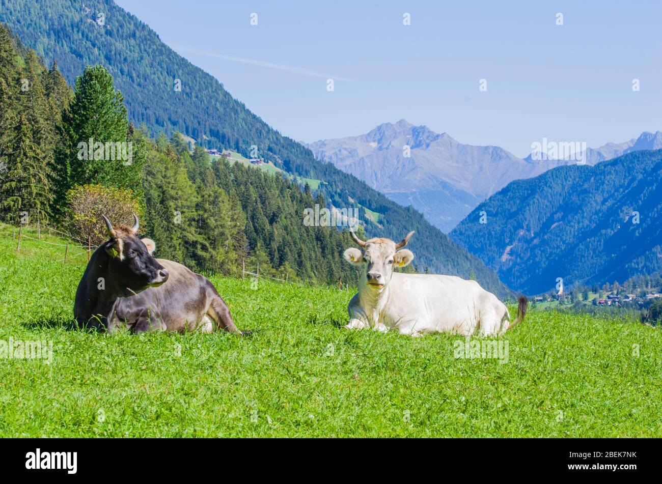 vaches de pâturage, vaches blanches, noires et brunes, râper l'herbe dans les hautes montagnes Banque D'Images