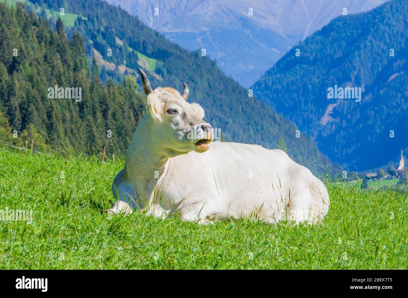 vaches de pâturage, vaches blanches, noires et brunes, râper l'herbe dans les hautes montagnes Banque D'Images