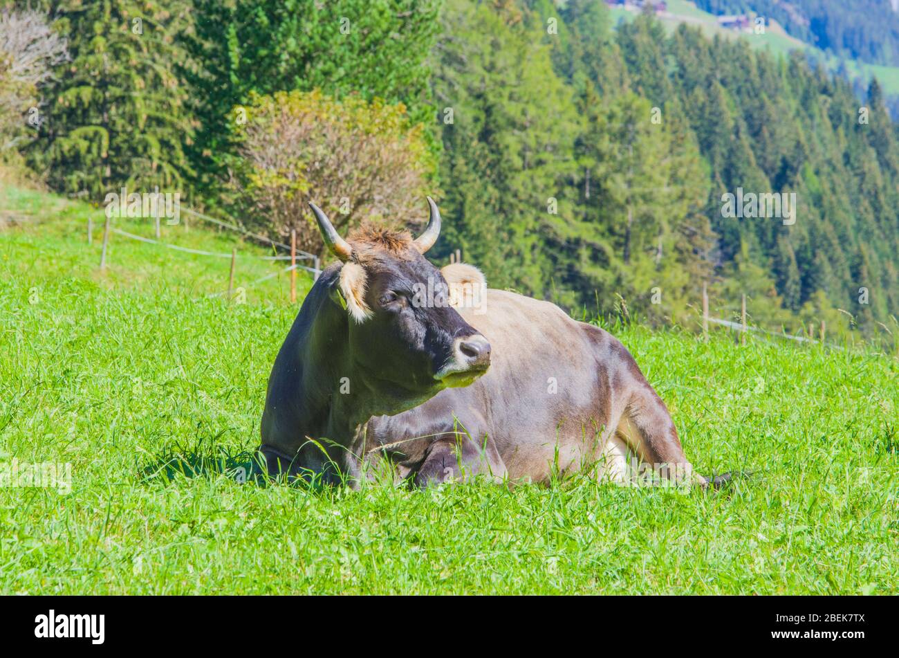 vaches de pâturage, vaches blanches, noires et brunes, râper l'herbe dans les hautes montagnes Banque D'Images