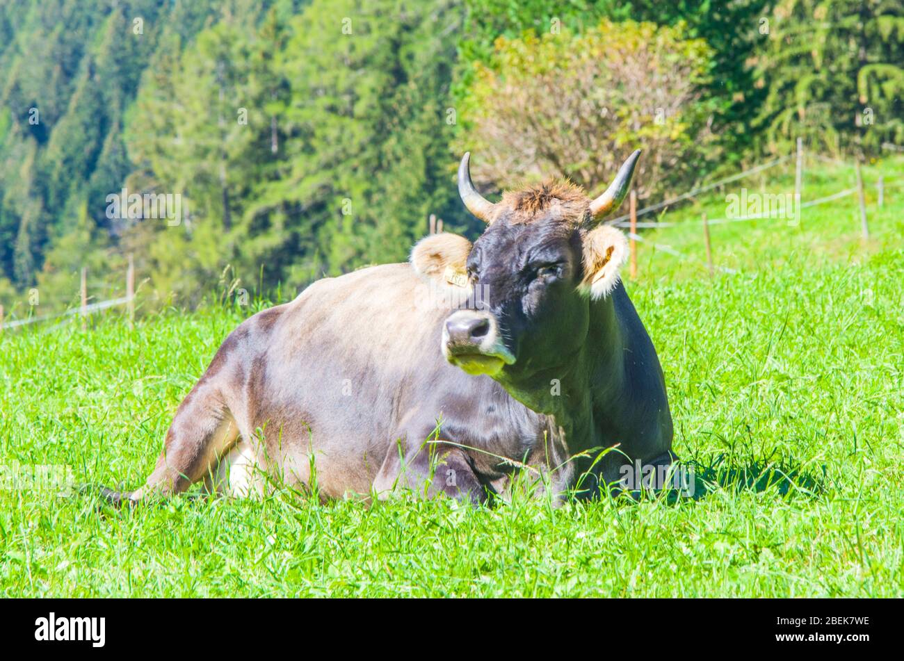 vaches de pâturage, vaches blanches, noires et brunes, râper l'herbe dans les hautes montagnes Banque D'Images