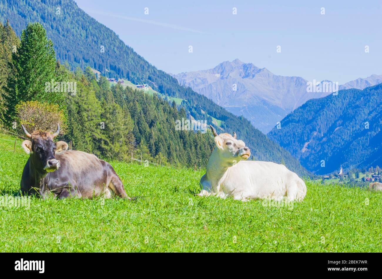 vaches de pâturage, vaches blanches, noires et brunes, râper l'herbe dans les hautes montagnes Banque D'Images