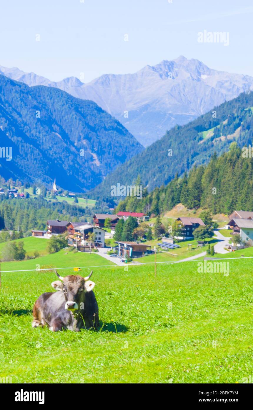 vaches de pâturage, vaches blanches, noires et brunes, râper l'herbe dans les hautes montagnes Banque D'Images