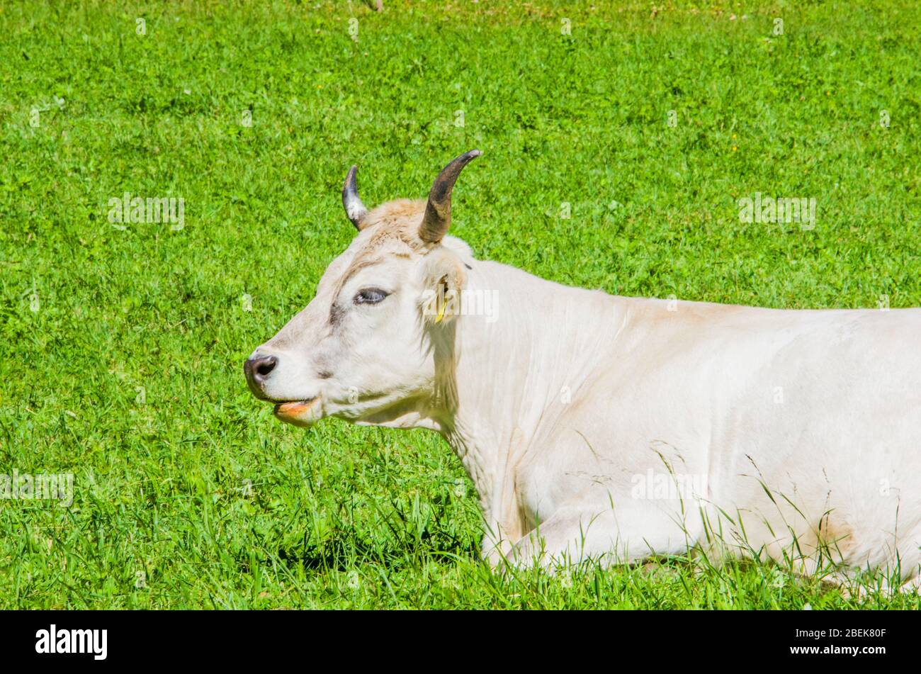 vaches de pâturage, vaches blanches, noires et brunes, râper l'herbe dans les hautes montagnes Banque D'Images