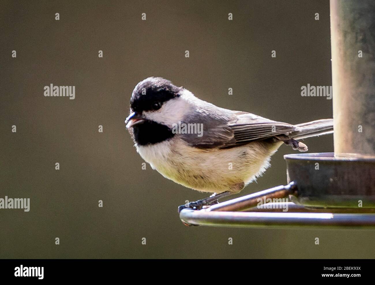 Petit oiseau perché Banque D'Images