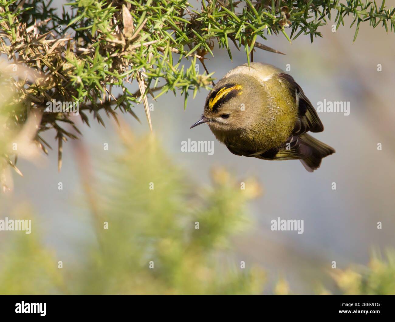 Goldcrest, Regulus regulus, suspendu sous un Gorse Bush recherche, à la recherche d'insectes, alimentation. Prise à Stanpit Marsh UK Banque D'Images