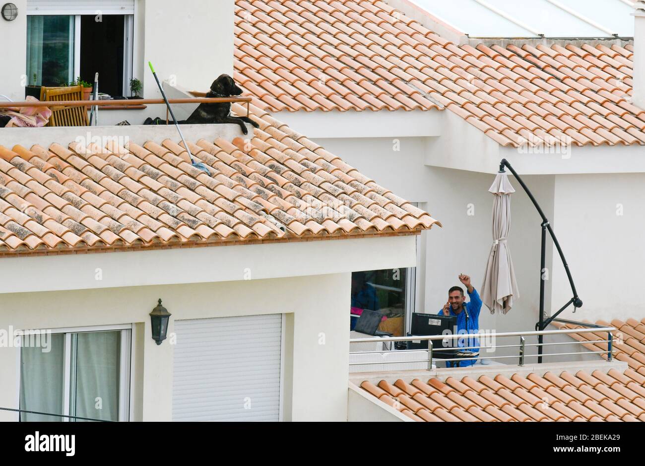 Altea la Vella, Alicante Province, Espagne, 21 mars 2020, un curieux chien sur son balcon et son voisin sur téléphone portable et ordinateur Banque D'Images