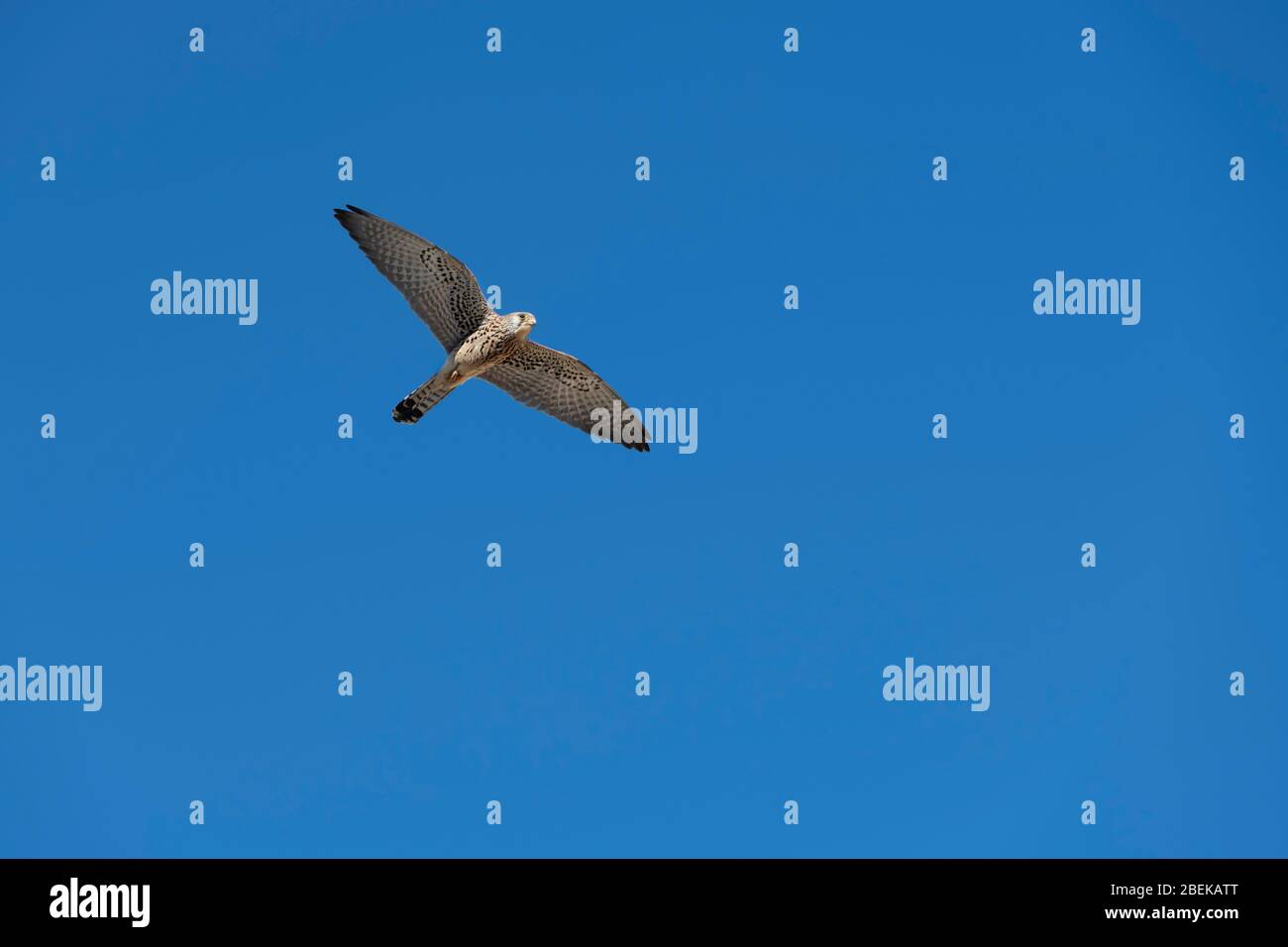 Faucon pèlerin volant avec ailes écartées contre un ciel bleu. Fès, Maroc. Banque D'Images