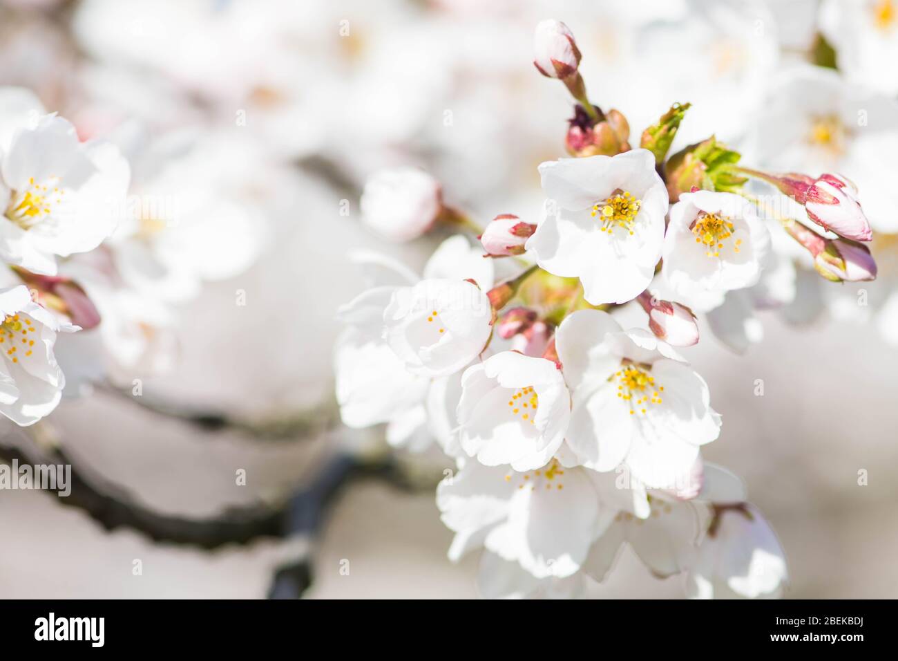 Sakura. Floraison, floraison, de bourgeon à fleur. Premiers boutons et fleurs de fleurs au printemps. L'arrivée du printemps, l'éveil de la nature, le premier Banque D'Images