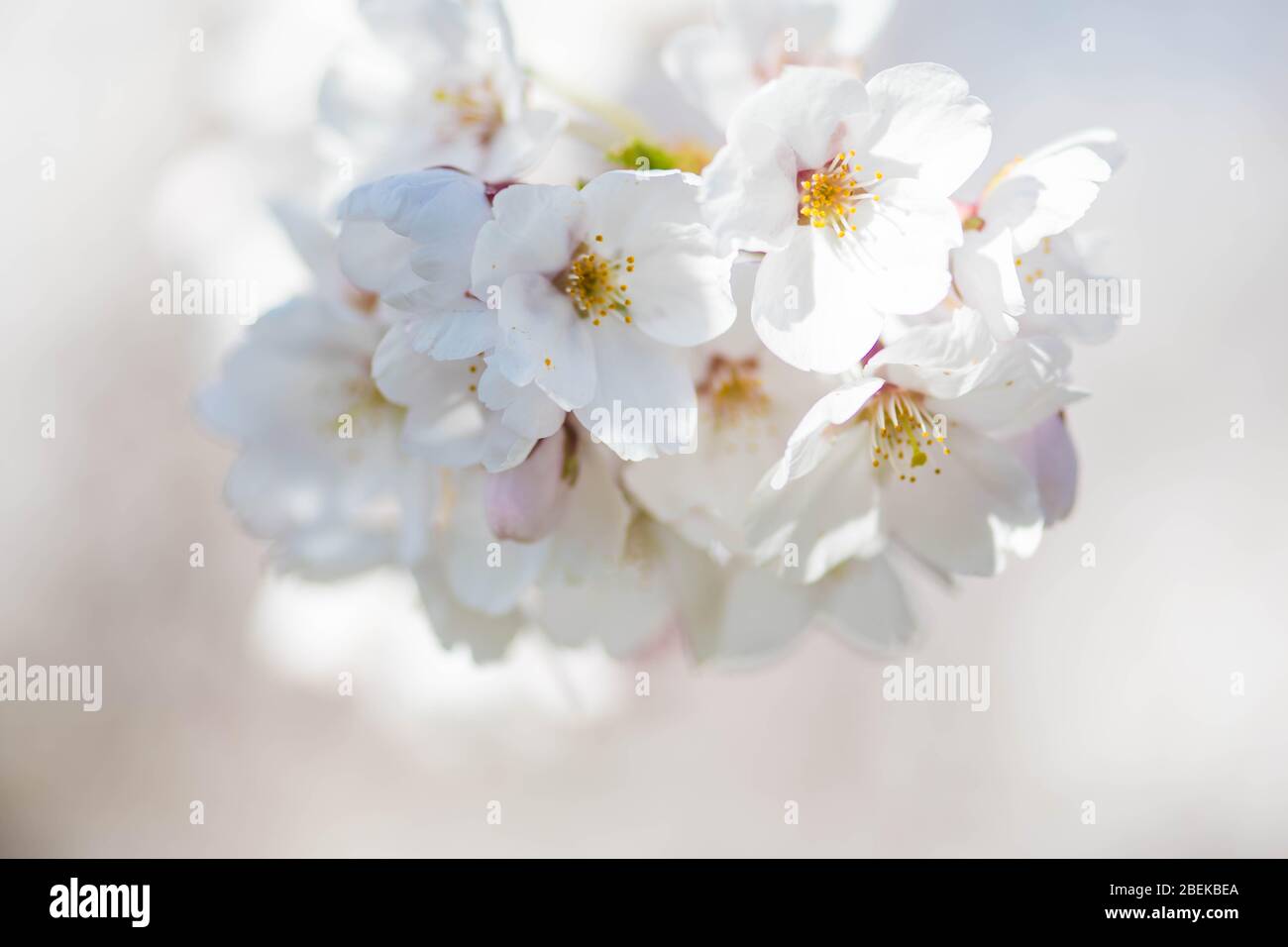 Sakura. Floraison, floraison, de bourgeon à fleur. Premiers boutons et fleurs de fleurs au printemps. L'arrivée du printemps, l'éveil de la nature, le premier Banque D'Images