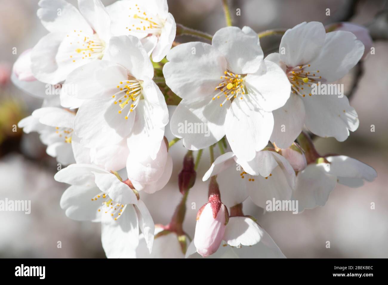 Sakura. Floraison, floraison, de bourgeon à fleur. Premiers boutons et fleurs de fleurs au printemps. L'arrivée du printemps, l'éveil de la nature, le premier Banque D'Images