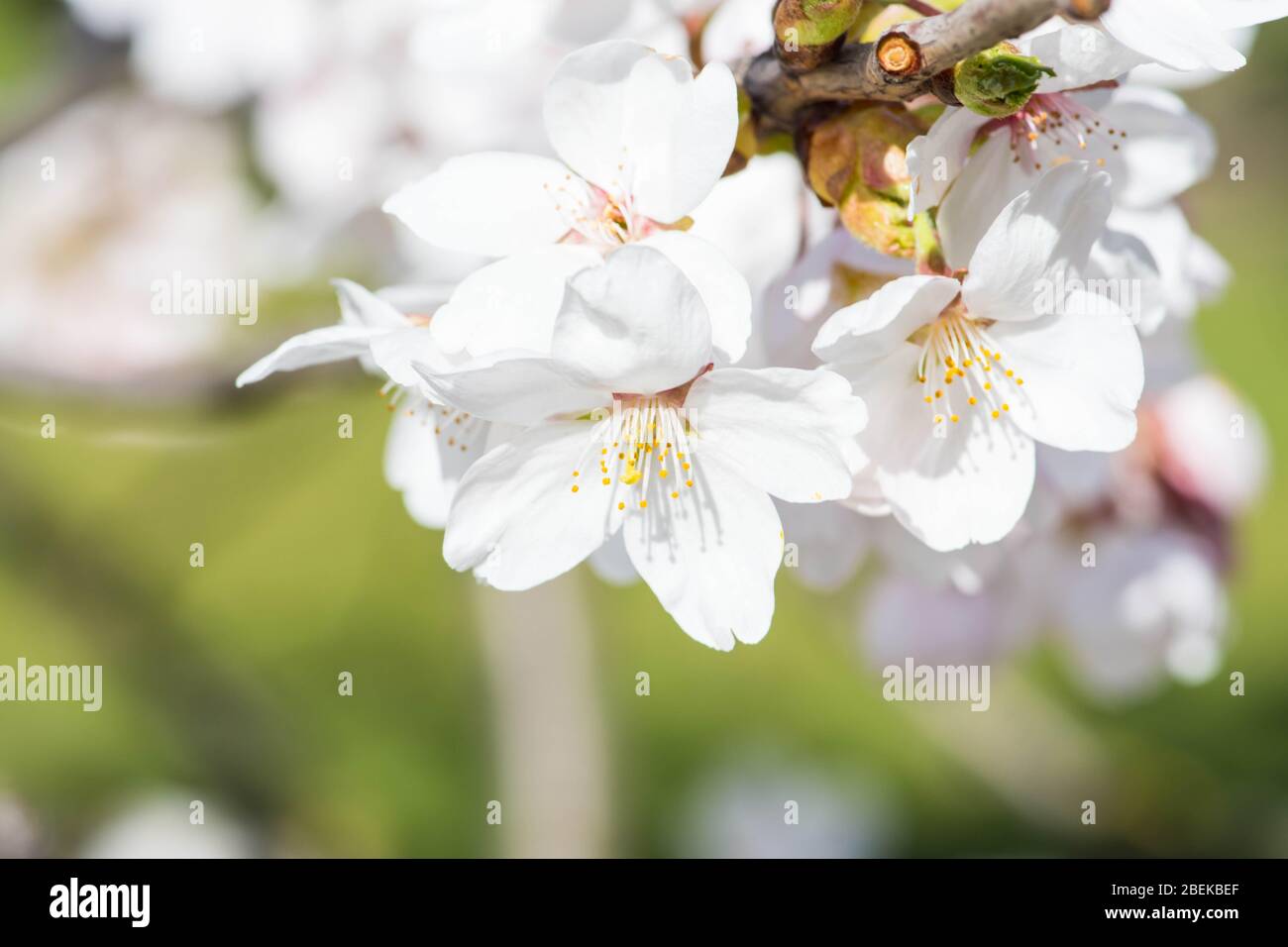 Sakura. Floraison, floraison, de bourgeon à fleur. Premiers boutons et fleurs de fleurs au printemps. L'arrivée du printemps, l'éveil de la nature, le premier Banque D'Images