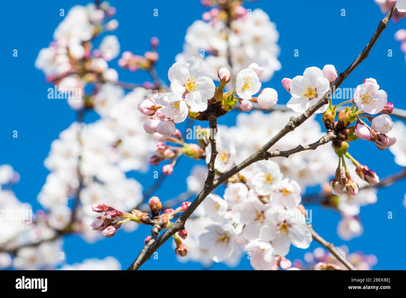 Sakura. Floraison, floraison, de bourgeon à fleur. Premiers boutons et fleurs de fleurs au printemps. L'arrivée du printemps, l'éveil de la nature, le premier Banque D'Images