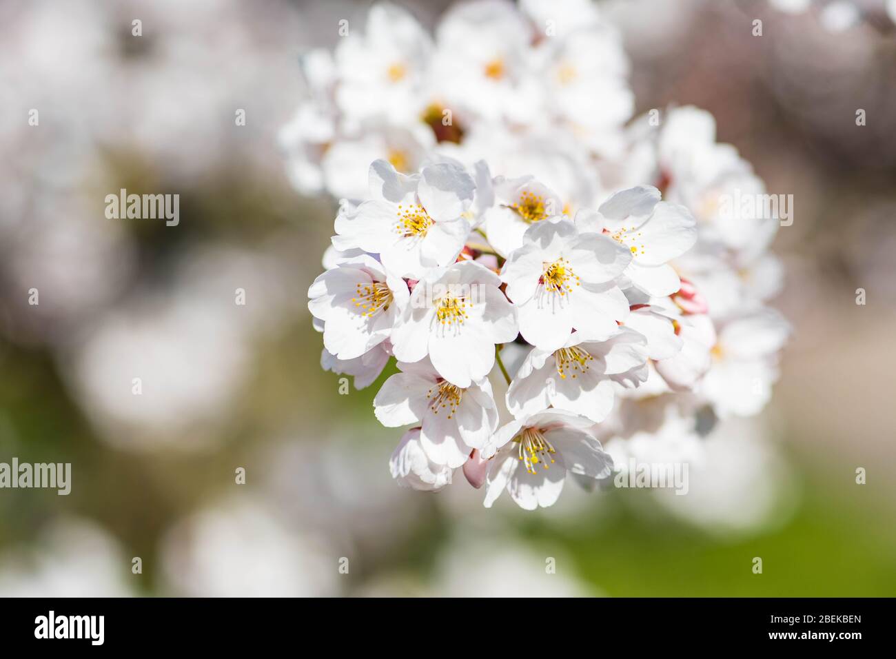 Sakura. Floraison, floraison, de bourgeon à fleur. Premiers boutons et fleurs de fleurs au printemps. L'arrivée du printemps, l'éveil de la nature, le premier Banque D'Images