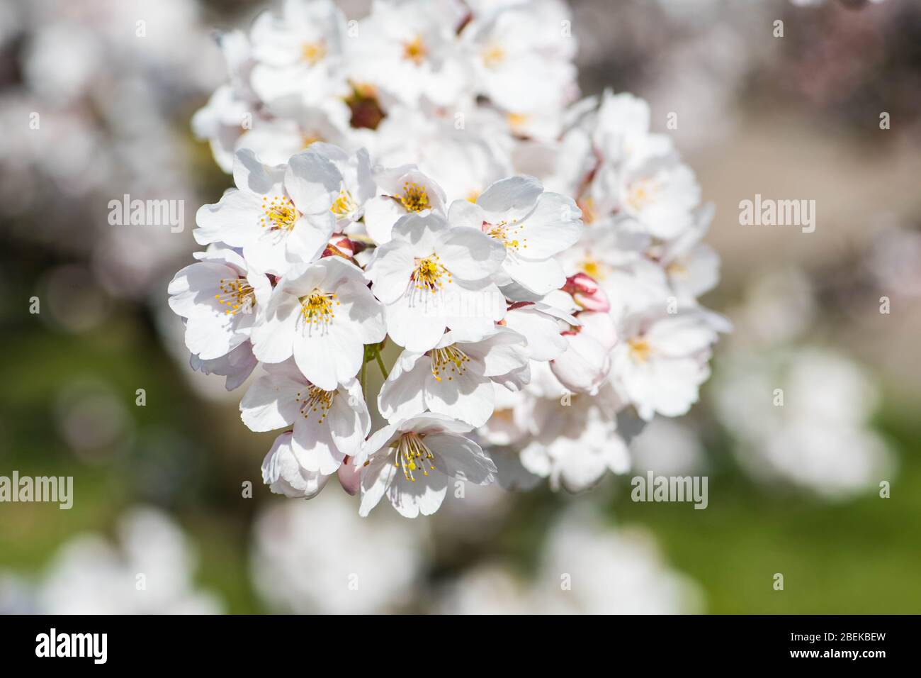 Sakura. Floraison, floraison, de bourgeon à fleur. Premiers boutons et fleurs de fleurs au printemps. L'arrivée du printemps, l'éveil de la nature, le premier Banque D'Images
