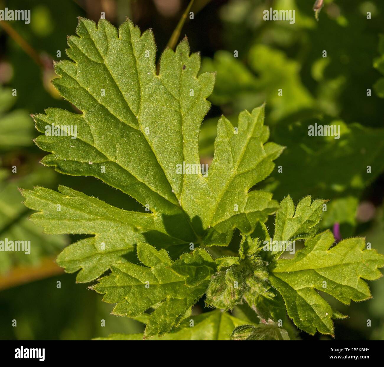 Erodium Chium, feuille de bec de porc à trois lobes Banque D'Images